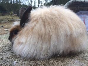 French Angora