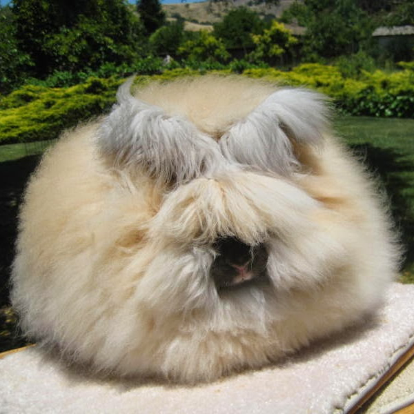 English Angora